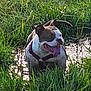 Prada a rejoint le concours — aidez-le/la à gagner de superbes lots ! dog, muddy, grass, puddle, outdoor, playful, happy, pet, canine, tongue_out, red_harness, nature, sunlight, ears_up, animal, water, summer, field, mammal, fun