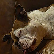 Prada participe au concours pour gagner de l'argent avec cette photo : dog, sleeping, tongue_out, brown_leather, couch, pet, close_up, resting, indoor, fur, animal, relaxed, cozy, face, canine, home, mammal, snout, ears, napping