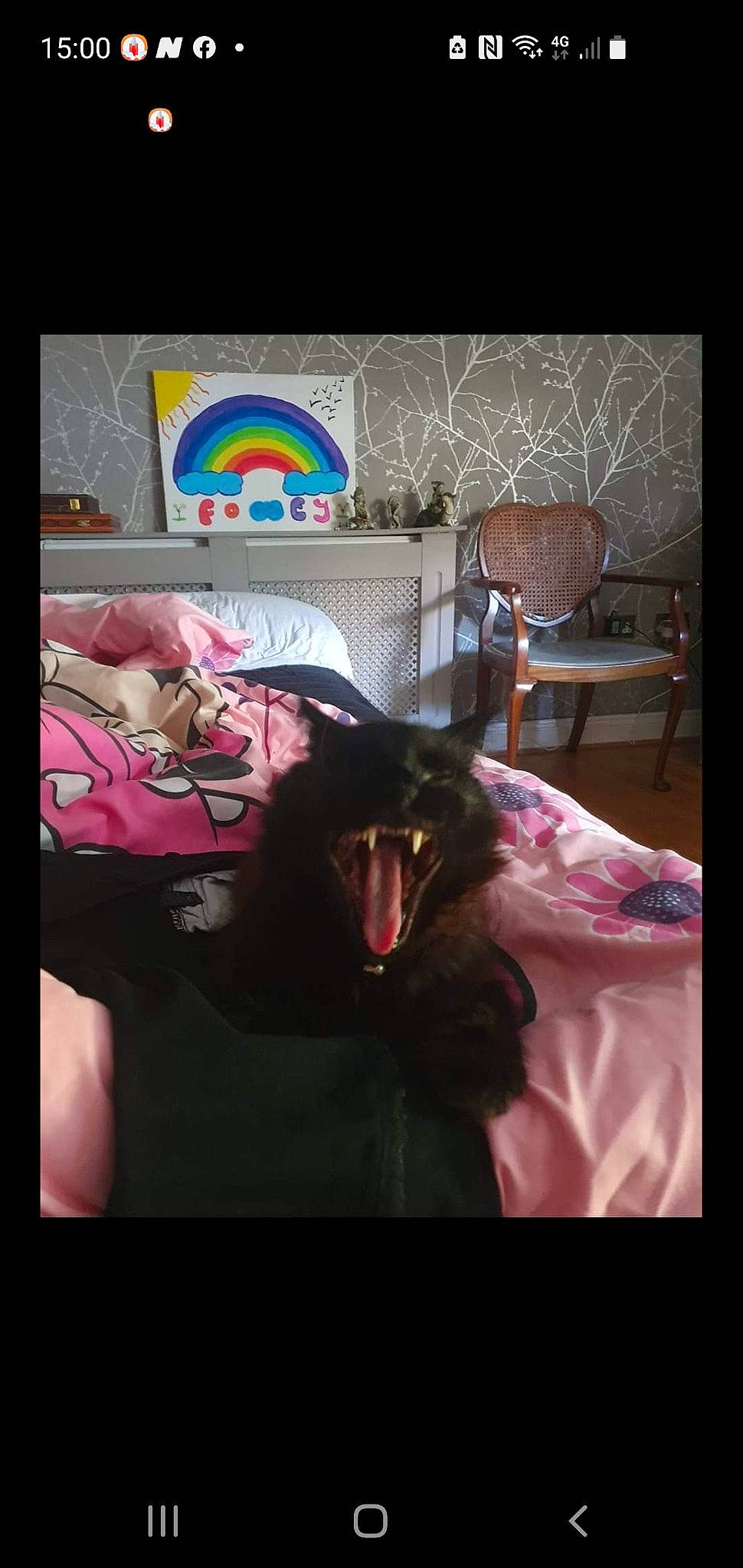 Niko is registered to the contest to win money with this photo: art, black_cat, carnivore, cg_artwork, companion_dog, darkness, dog_breed, fang, feather, felidae, fictional_character, jaw, linens, magenta, pink, room, small_to_medium_sized_cats, tableware, tints_and_shades, whiskers