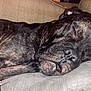 animal, brindle, canine, closeup, comfort, couch, cozy, dog, face, fur, home, indoor, napping, paw, peaceful, pet, relaxed, resting, sleeping, snout
