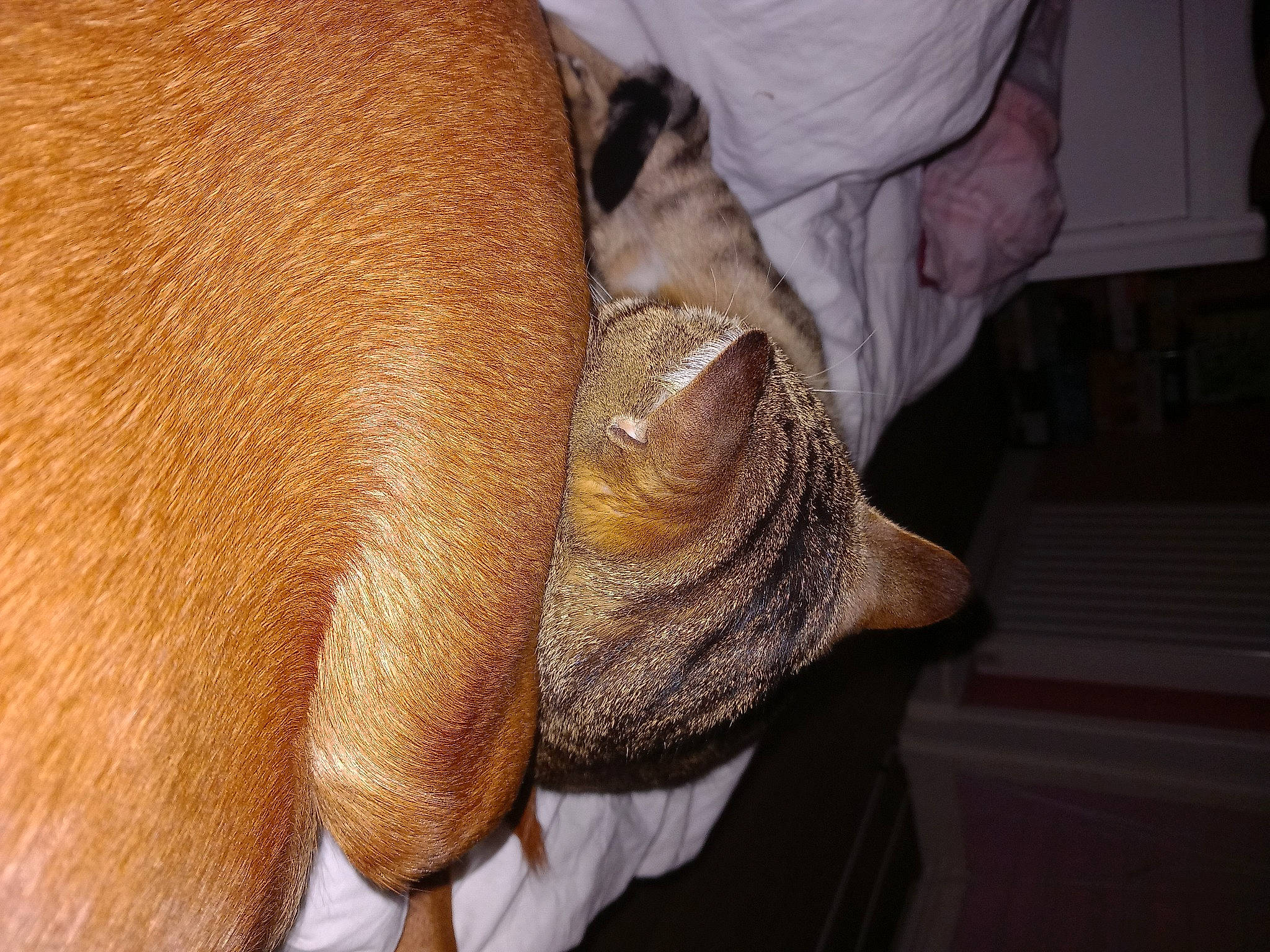 Oxance Et Loki a rejoint le concours — aidez-le/la à gagner de superbes lots ! carnivore, comfort, companion_dog, dog, dog_breed, ear, fawn, felidae, fur, human_leg, linens, liver, small_to_medium_sized_cats, snout, tail, terrestrial_animal, whiskers, wood, working_animal, wrinkle