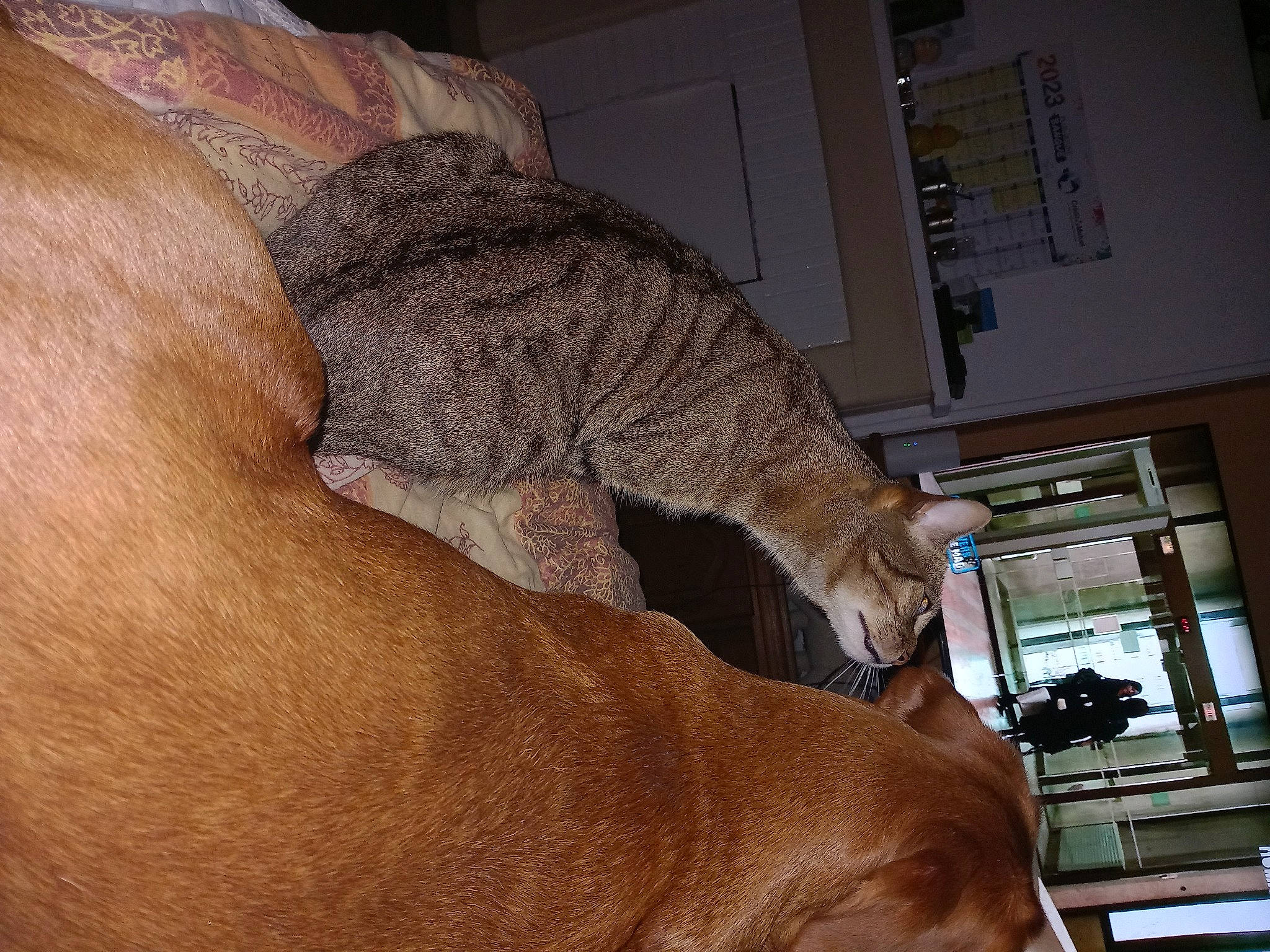 Oxance Et Loki a rejoint le concours — aidez-le/la à gagner de superbes lots ! canidae, carnivore, cat, claw, comfort, domestic_short_haired_cat, fawn, felidae, flooring, fur, hardwood, human_leg, lap, paw, small_to_medium_sized_cats, snout, sporting_group, tail, whiskers, wood