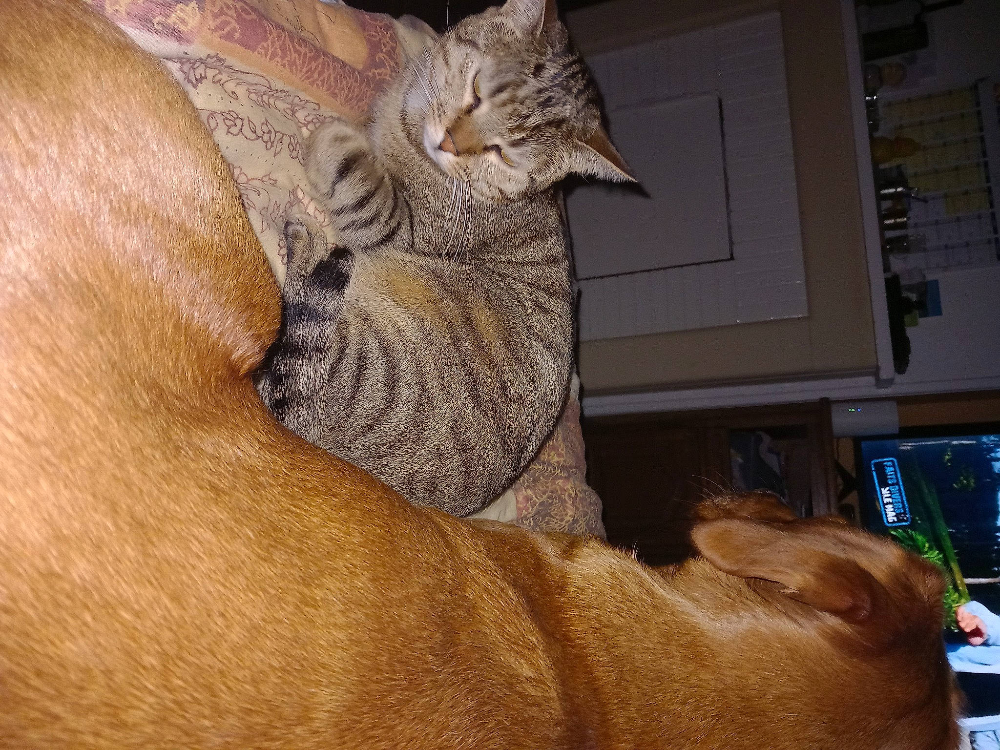 Oxance Et Loki a rejoint le concours — aidez-le/la à gagner de superbes lots ! carnivore, cat, comfort, companion_dog, dog, domestic_short_haired_cat, fawn, felidae, foot, fur, hardwood, human_leg, liver, paw, small_to_medium_sized_cats, snout, tail, vertebrate, whiskers, wood