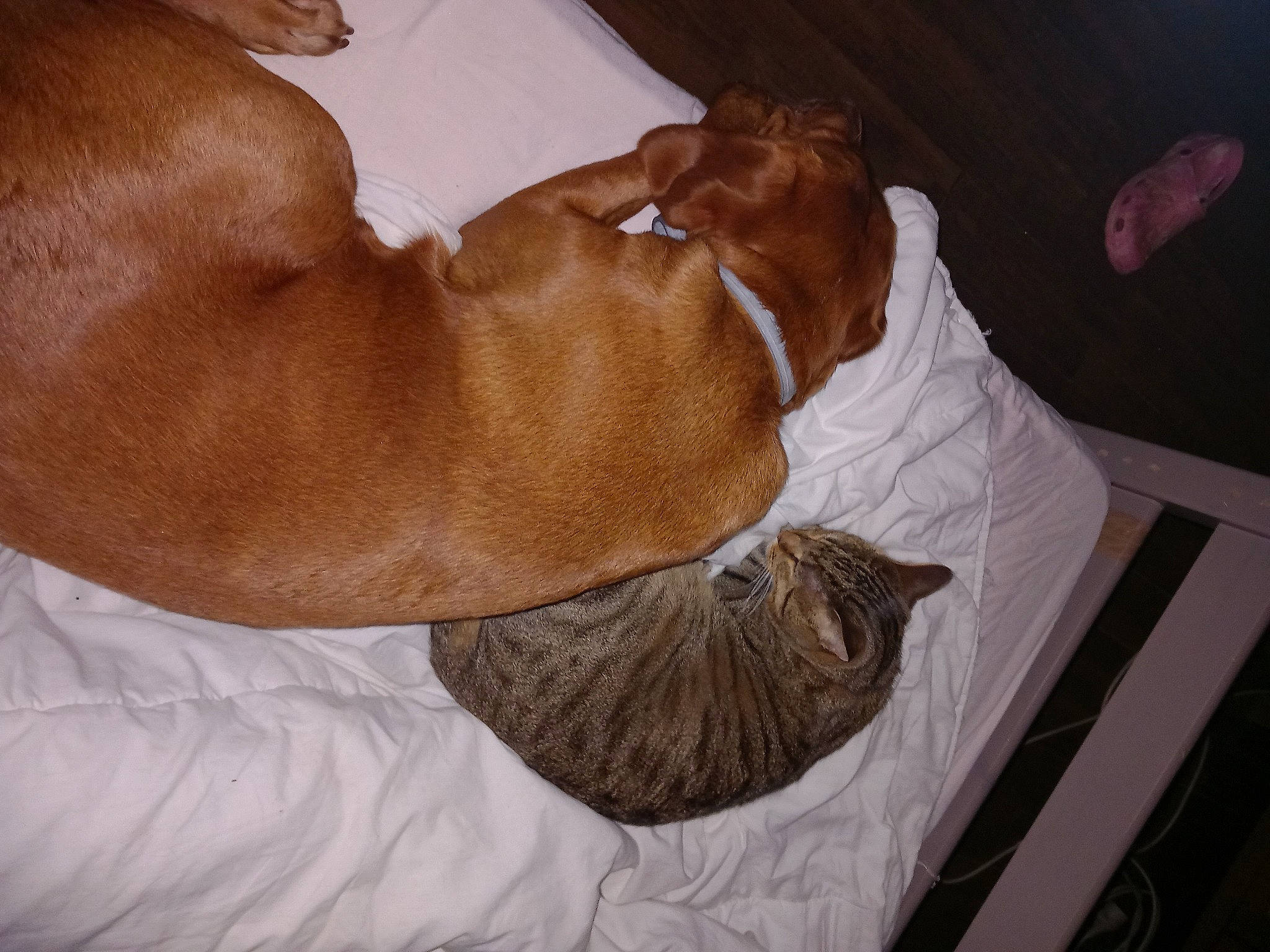 Oxance Et Loki a rejoint le concours — aidez-le/la à gagner de superbes lots ! brown, carnivore, comfort, companion_dog, dog, dog_breed, dog_supply, ear, fawn, hardwood, linens, liver, nap, pet_supply, sleep, sporting_group, whiskers, wood, working_animal, wrinkle