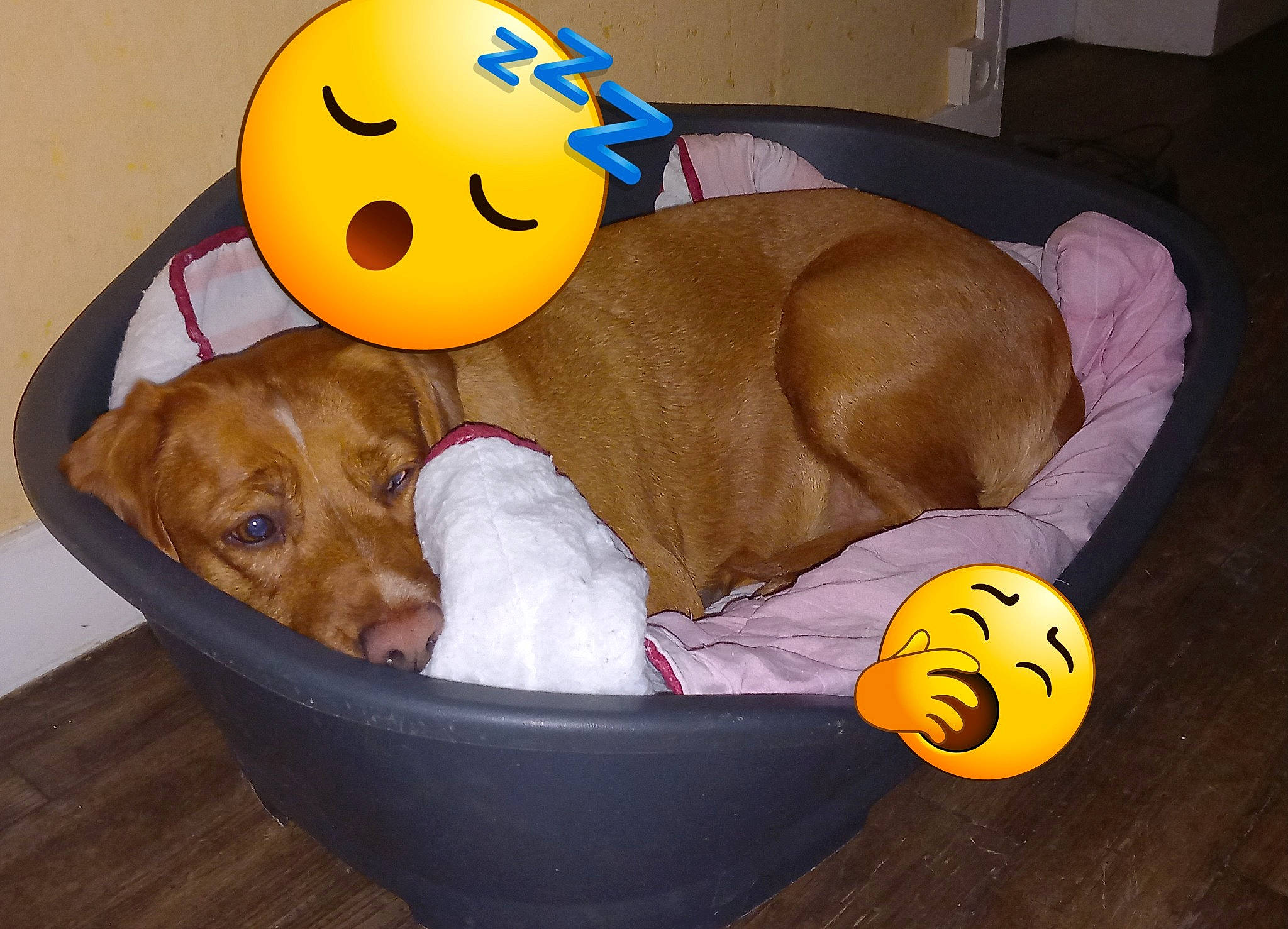 Oxance Et Loki participe au concours pour gagner de l'argent avec cette photo : ball, canidae, carnivore, cat_supply, comfort, companion_dog, dog, dog_bed, dog_breed, dog_supply, dog_toy, fawn, paw, pet_supply, snout, sporting_group, stuffed_toy, tennis_ball, toy, working_animal