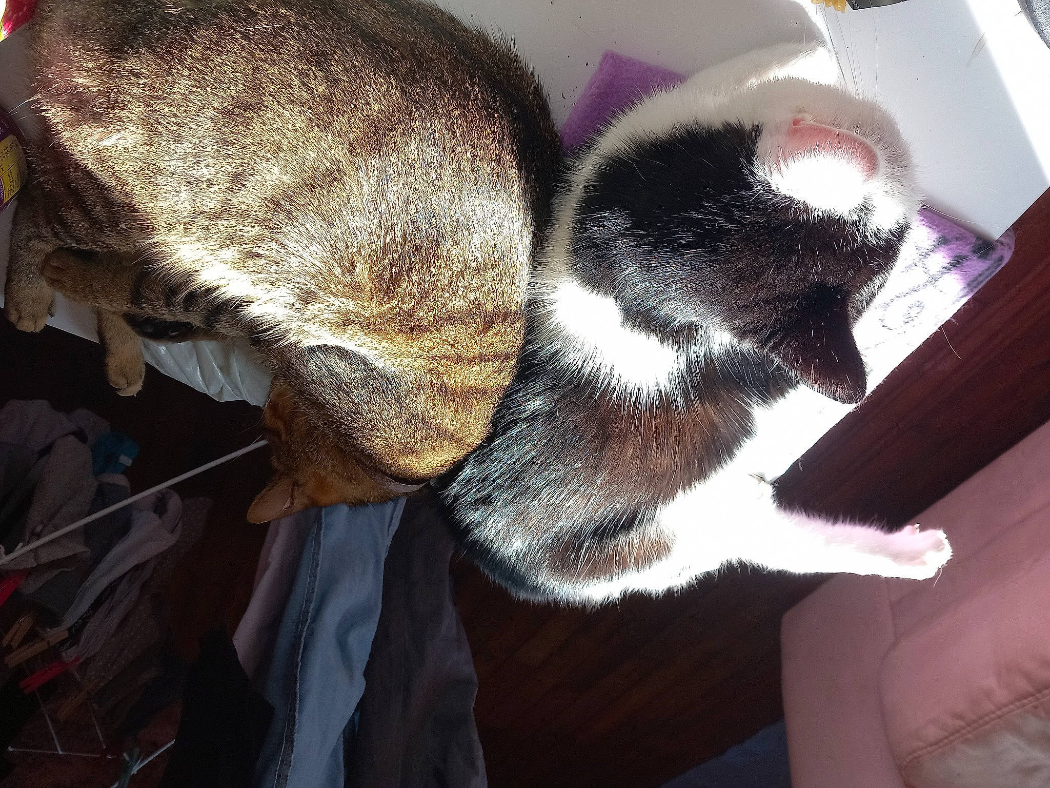 Plume a rejoint le concours — aidez-le/la à gagner de superbes lots ! cat, cloud, comfort, domestic_short_haired_cat, ear, felidae, flooring, foot, fur, hat, human_leg, nap, sky, sleep, small_to_medium_sized_cats, snout, tail, terrestrial_animal, whiskers, wool