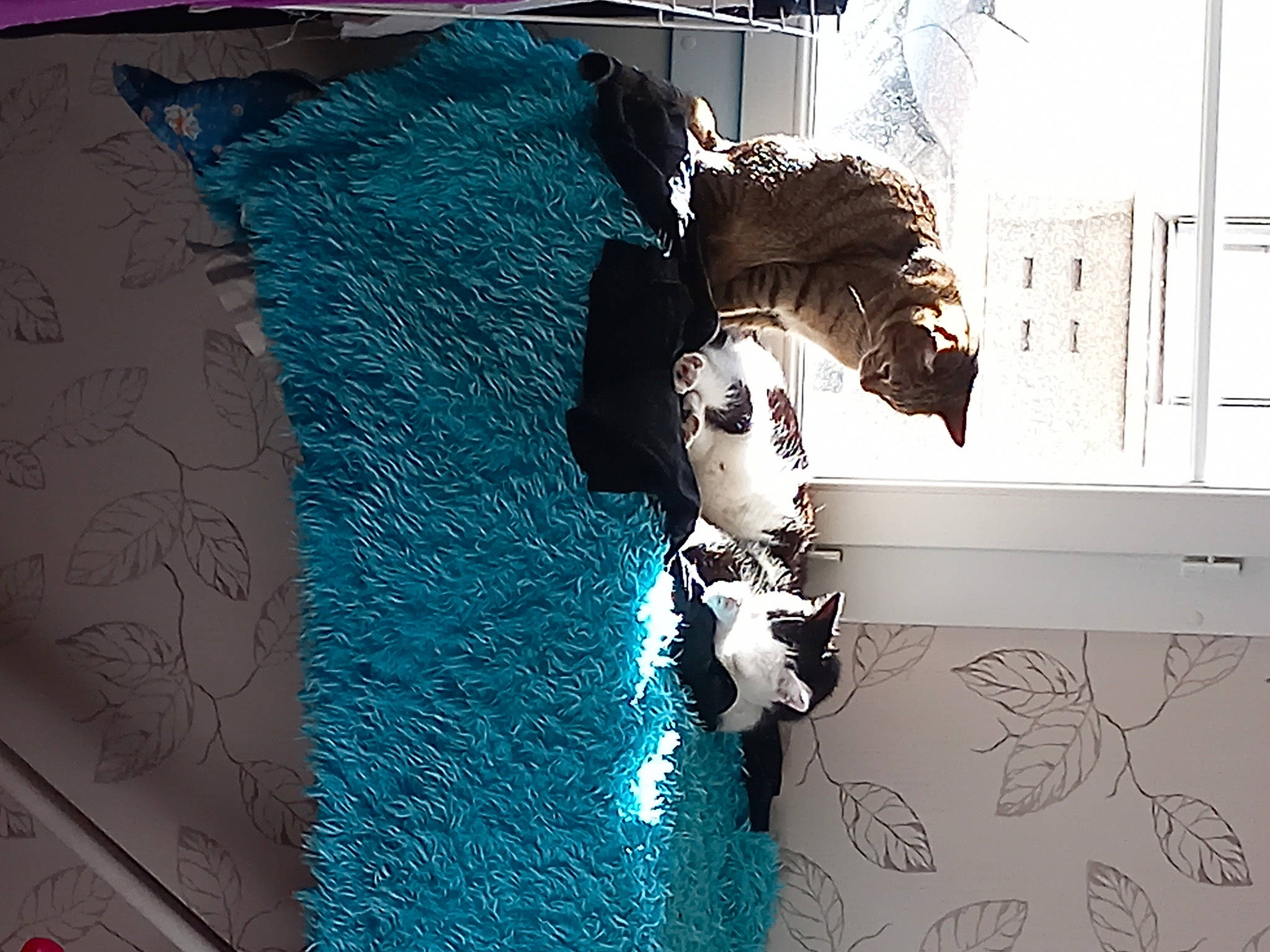 Plume participe au concours pour gagner de l'argent avec cette photo : art, electric_blue, fashion_accessory, fashion_design, fiction, fictional_character, font, fur, graphic_design, graphics, illustration, linens, magenta, painting, pattern, rectangle, room, shadow, visual_arts, window