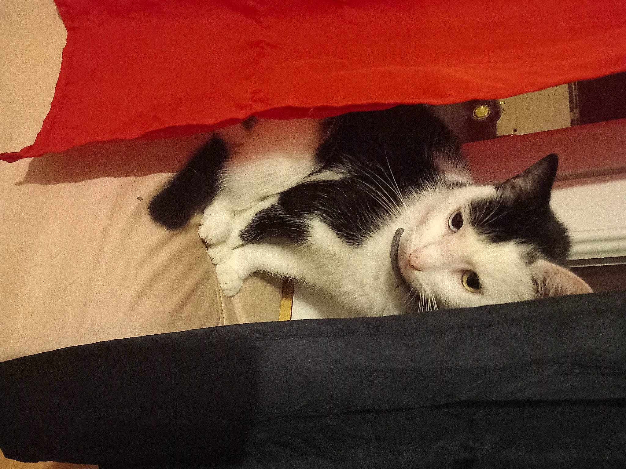 Plume participe au concours pour gagner de l'argent avec cette photo : box, cardboard, carnivore, cat, comfort, domestic_short_haired_cat, felidae, fur, hardwood, nap, packaging_and_labeling, paw, room, shipping_box, small_to_medium_sized_cats, tail, tints_and_shades, whiskers, window, wood