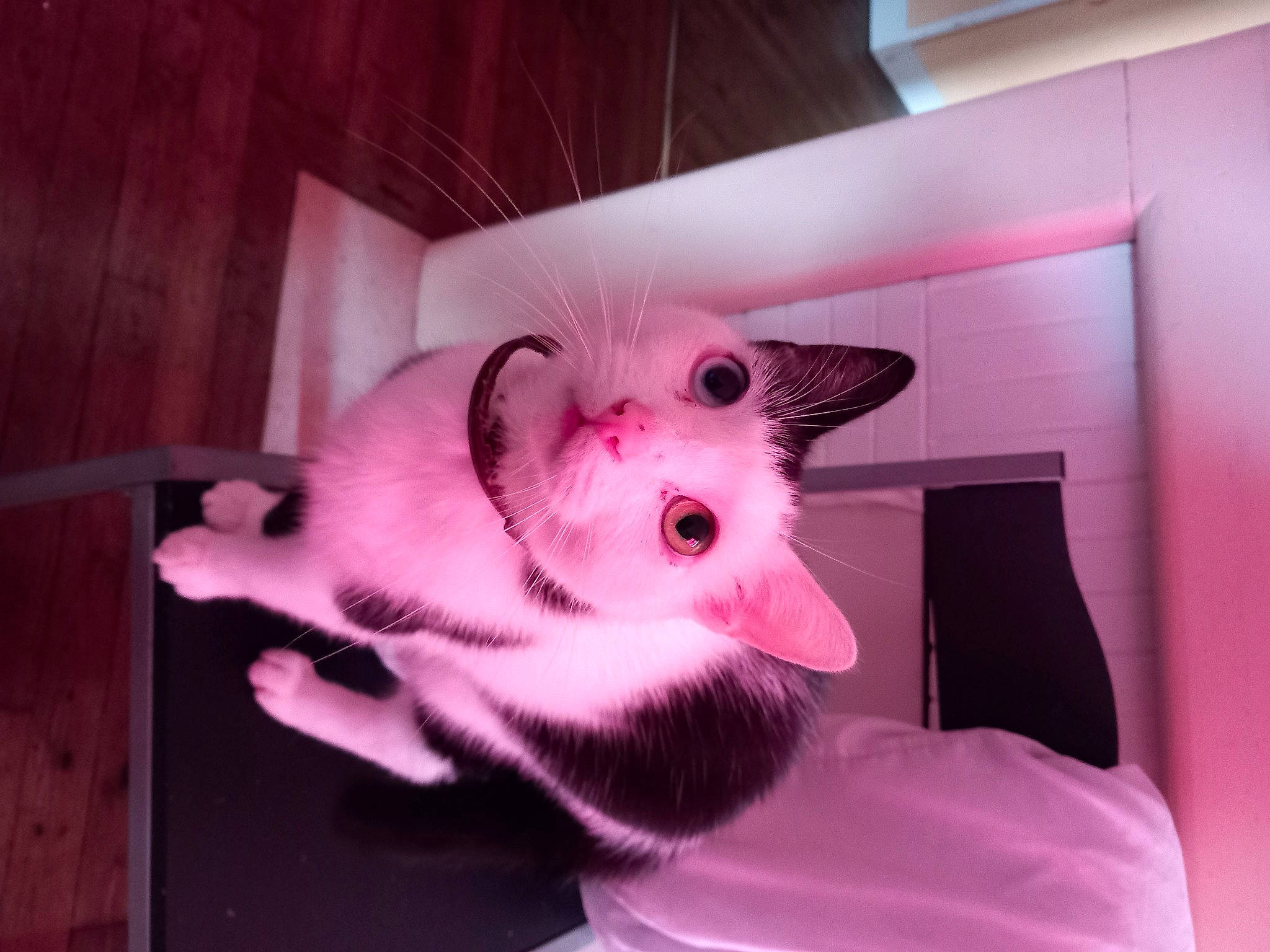 Plume a rejoint le concours — aidez-le/la à gagner de superbes lots ! carmine, carnivore, cat, comfort, companion_dog, domestic_short_haired_cat, eye, fawn, felidae, fur, head, magenta, paw, pet_supply, pink, purple, small_to_medium_sized_cats, snout, tail, whiskers