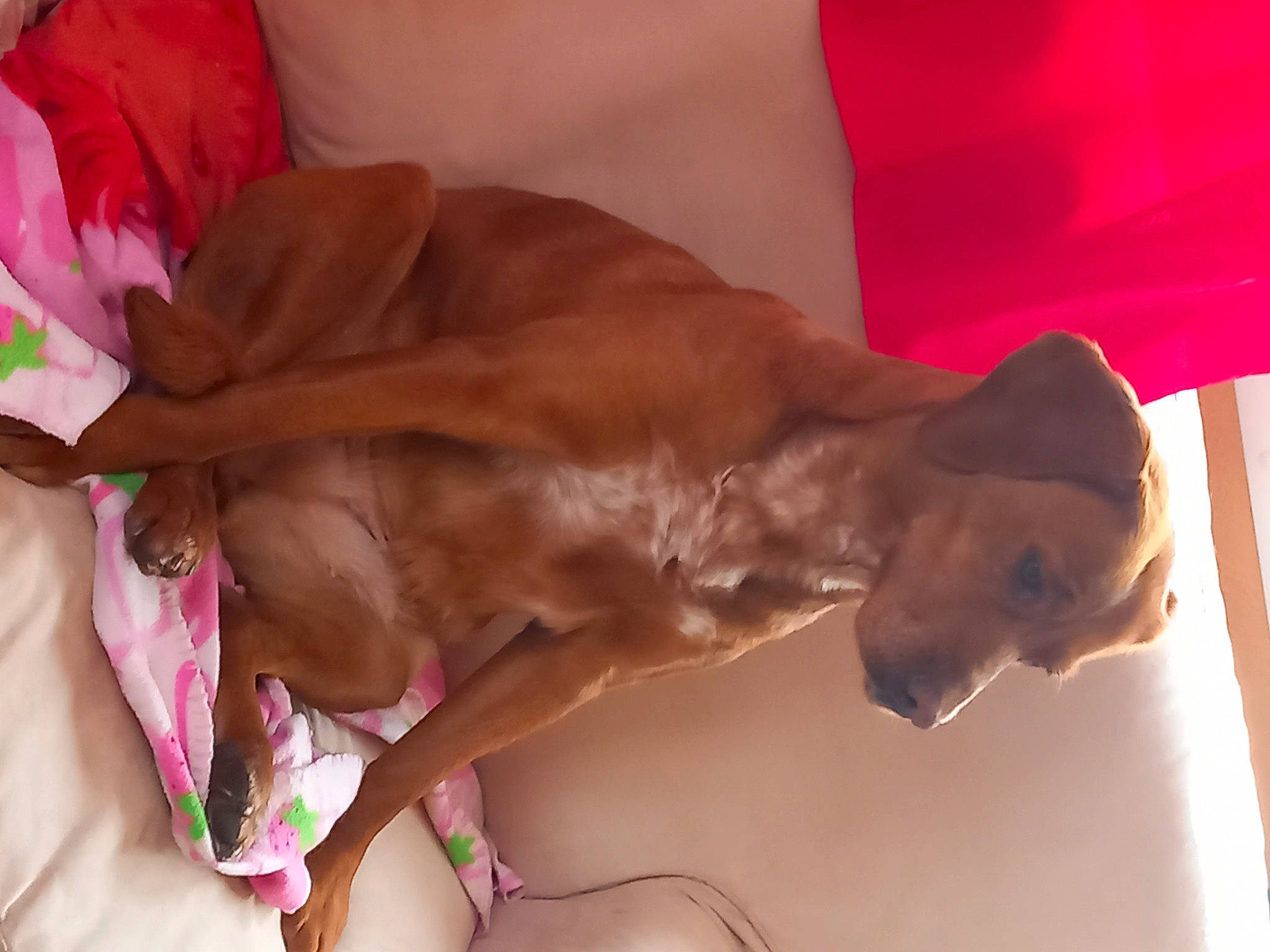 Oxance participe au concours pour gagner de l'argent avec cette photo : abdomen, barechested, carnivore, chest, comfort, companion_dog, dog, dog_breed, elbow, fawn, flesh, flower, fun, human_leg, knee, liver, magenta, petal, thigh, trunk