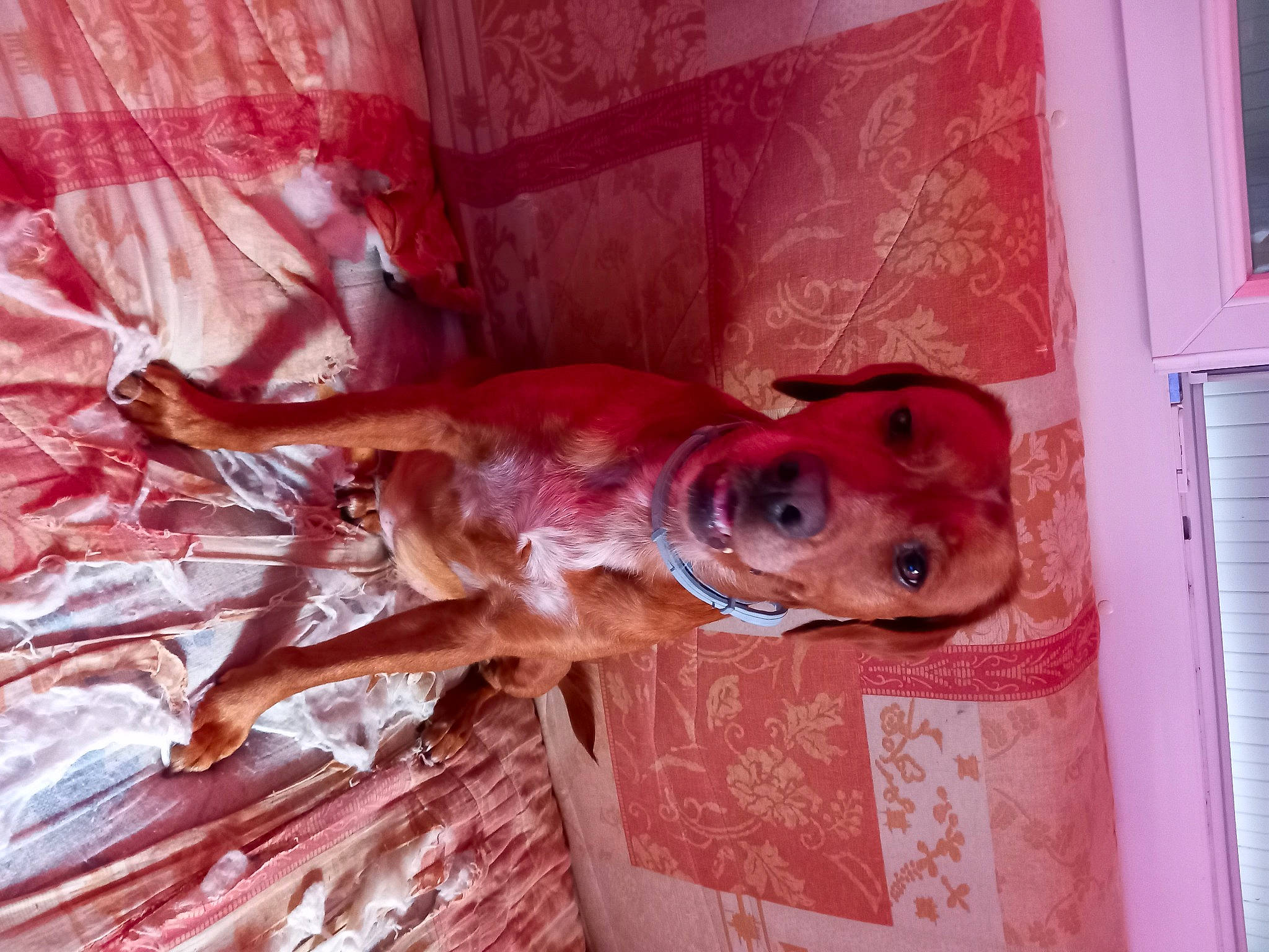 Oxance a rejoint le concours — aidez-le/la à gagner de superbes lots ! canidae, carnivore, companion_dog, dog, dog_breed, fawn, flooring, hardwood, jaw, lechon, liver, pink, room, snout, sporting_group, suckling_pig, tail, terrestrial_animal, wood, working_animal