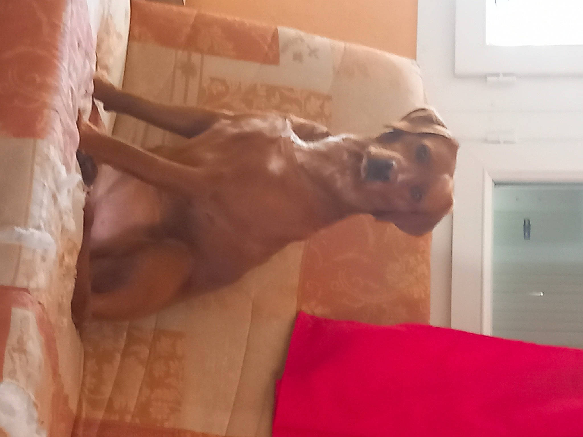 Oxance participe au concours pour gagner de l'argent avec cette photo : barechested, carnivore, chest, comfort, companion_dog, dog, dog_breed, ear, elbow, fawn, flooring, gesture, human_leg, jaw, liver, room, sporting_group, wood, working_animal, wrist