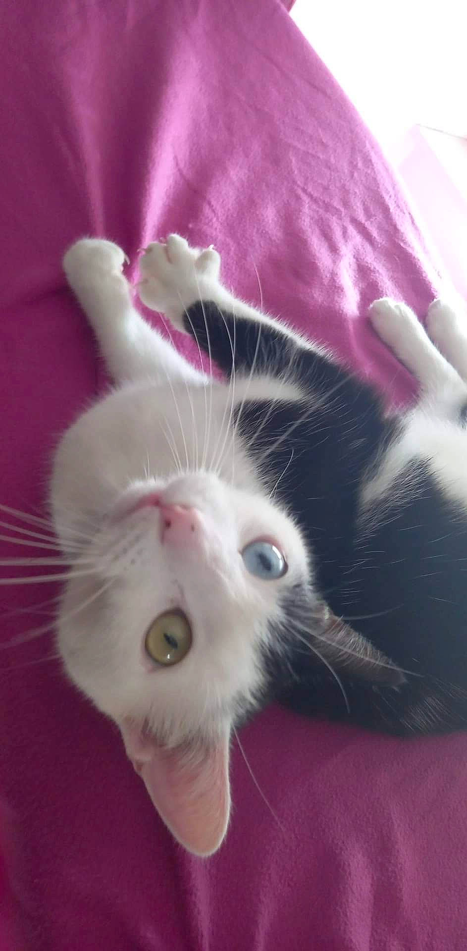 Plume a rejoint le concours — aidez-le/la à gagner de superbes lots ! carnivore, cat, claw, comfort, domestic_short_haired_cat, ear, felidae, foot, fur, nail, paw, pink, small_to_medium_sized_cats, snout, tail, whiskers