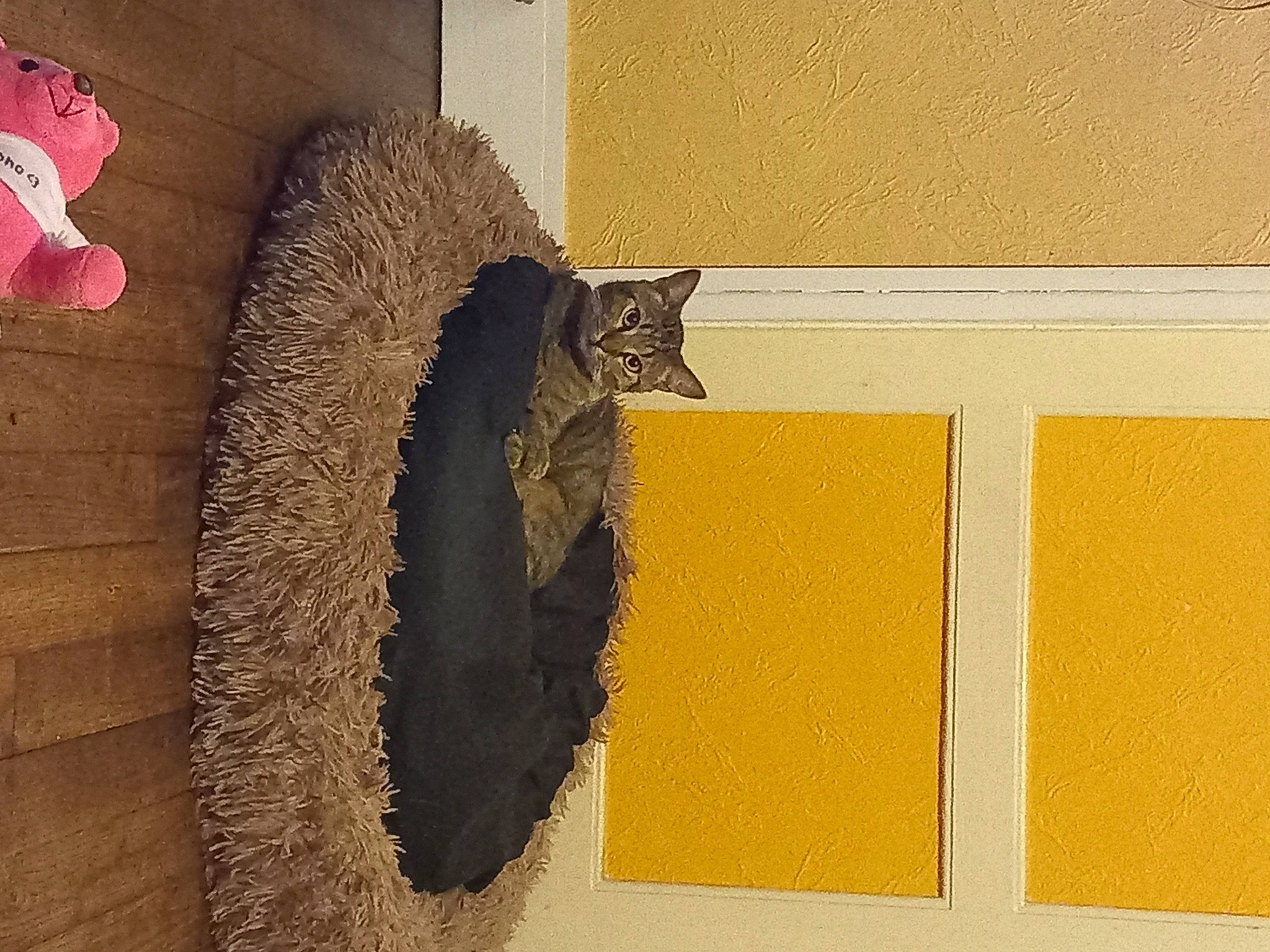 Loki a rejoint le concours — aidez-le/la à gagner de superbes lots ! carmine, carnivore, cat, felidae, flooring, fur, grey, natural_material, pet_supply, rectangle, shadow, shelf, small_to_medium_sized_cats, tail, tints_and_shades, toy, wall, whiskers, window, wood