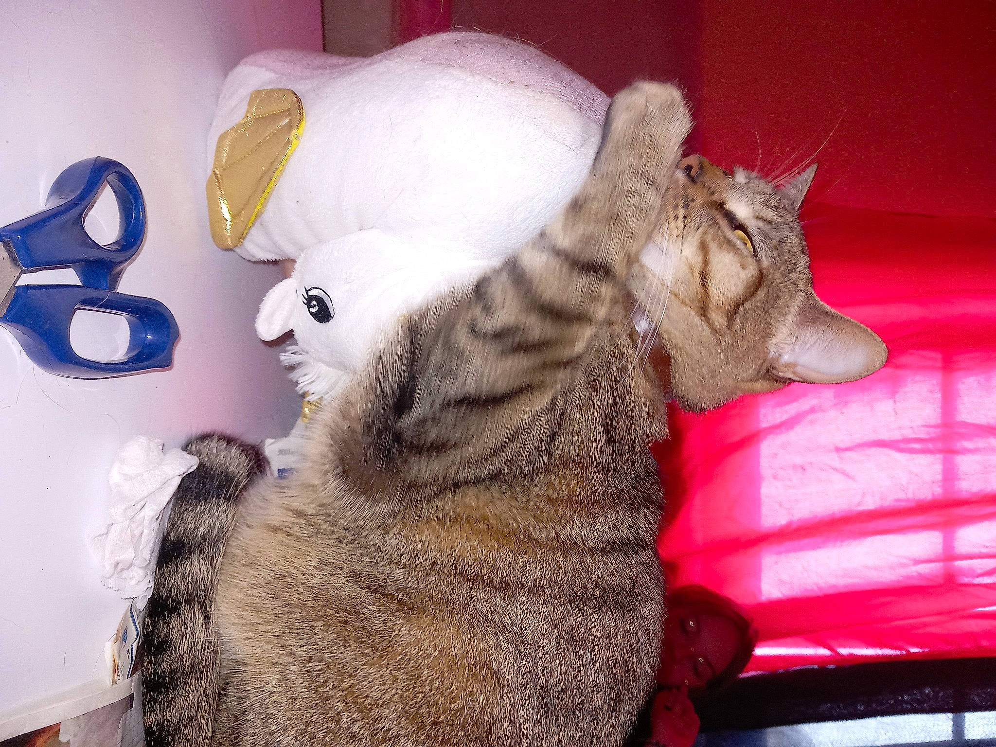 Loki a rejoint le concours — aidez-le/la à gagner de superbes lots ! carnivore, cat, claw, comfort, domestic_short_haired_cat, ear, felidae, fur, mammal, paw, small_to_medium_sized_cats, snout, tail, textile, vertebrate, whiskers