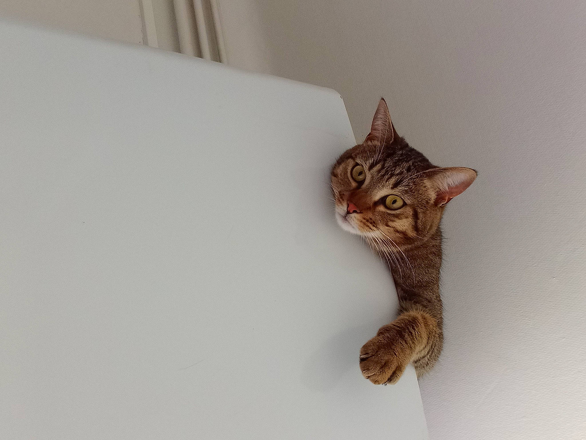 Plume a rejoint le concours — aidez-le/la à gagner de superbes lots ! carnivore, cat, cat_supply, chair, comfort, domestic_short_haired_cat, fawn, felidae, fur, paw, small_to_medium_sized_cats, snout, tail, terrestrial_animal, whiskers, window, wood