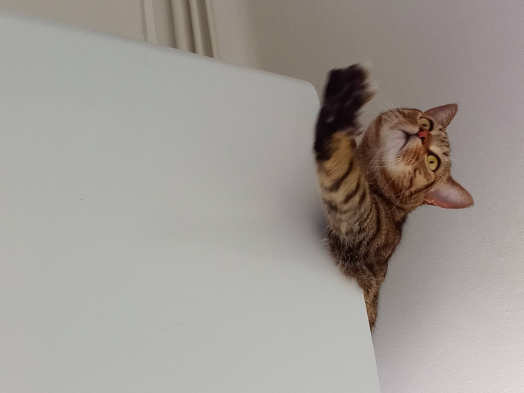 Plume participe au concours pour gagner de l'argent avec cette photo : art, carnivore, cat, claw, domestic_short_haired_cat, eye, fawn, felidae, figurine, fur, paw, sculpture, small_to_medium_sized_cats, snout, tail, terrestrial_animal, toy, whiskers, wildlife, wood