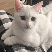 Chamallow participe au concours pour gagner de l'argent avec cette photo : cat, kitten, white_cat, pet, animal, feline, cute, fluffy, indoor, resting, closeup, soft, young_cat, fur, whiskers, ears, eyes, paw, comfort, cozy