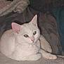 Chamallow participe au concours pour gagner de l'argent avec cette photo : cat, white_cat, pet, animal, feline, indoor, blanket, cozy, resting, cute, fur, ears, whiskers, paw, laying_down, green_eyes, soft_texture, home, comfort, relaxed