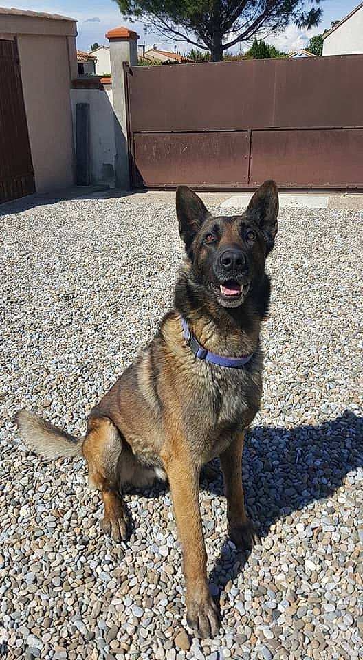 Igor a rejoint le concours — aidez-le/la à gagner de superbes lots ! belgian_shepherd, belgian_shepherd_malinois, canidae, carnivore, dog, dog_breed, fawn, german_shepherd_dog, king_shepherd, mammal, norwegian_elkhound, rare_breed_dog, vertebrate, working_dog