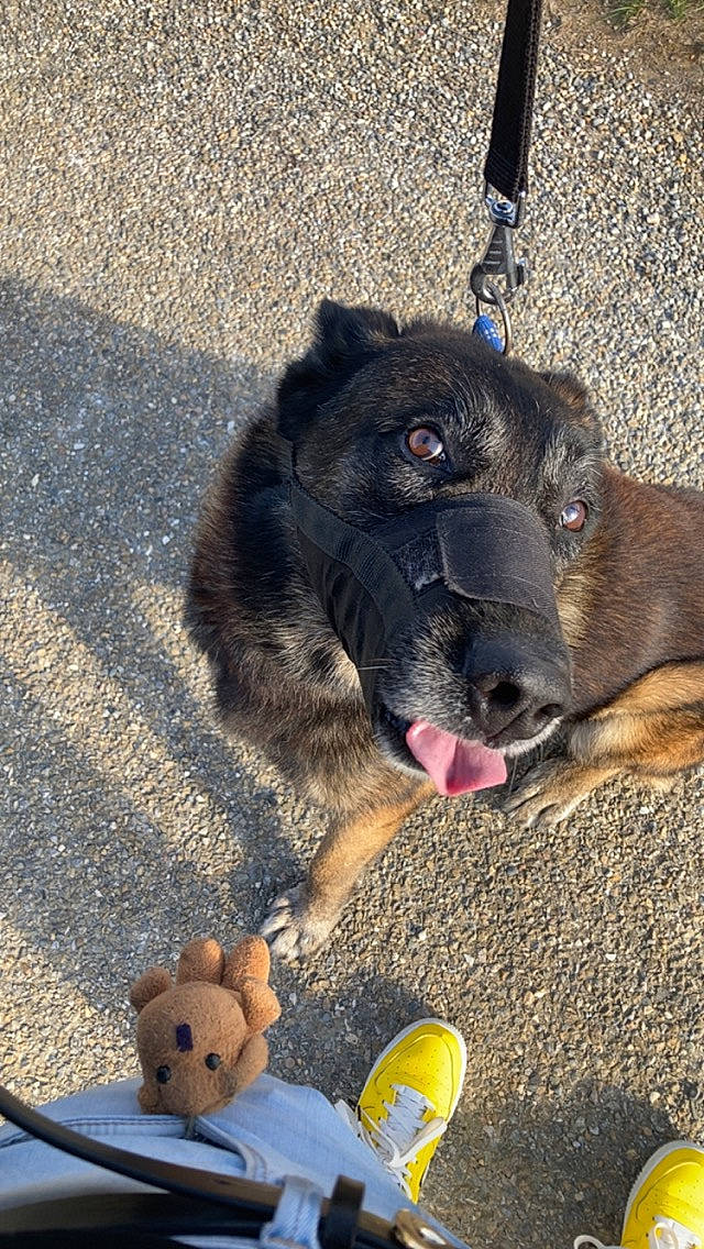 Igor a rejoint le concours — aidez-le/la à gagner de superbes lots ! asphalt, carnivore, collar, companion_dog, dog, dog_breed, dog_collar, dog_supply, foot, fur, grass, leash, light, pet_supply, road_surface, sporting_group, tail, terrestrial_animal, toy, working_animal