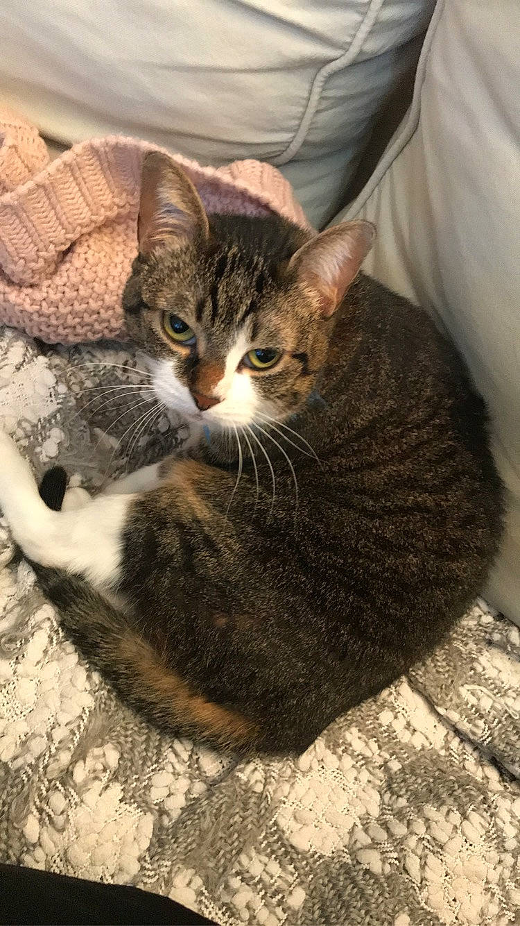 Clochette a rejoint le concours — aidez-le/la à gagner de superbes lots ! aegean_cat, american_shorthair, american_wirehair, arabian_mau, asian, california_spangled, carnivore, cat, domestic_short_haired_cat, dragon_li, egyptian_mau, european_shorthair, felidae, fur, german_rex, kitten, mammal, small_to_medium_sized_cats, tabby_cat, whiskers