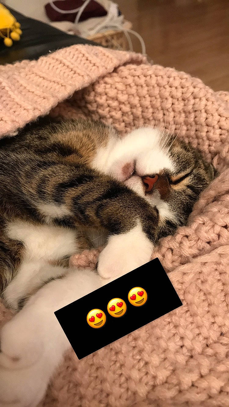 Clochette participe au concours pour gagner de l'argent avec cette photo : american_shorthair, asian, carnivore, cat, domestic_short_haired_cat, european_shorthair, felidae, fur, kitten, norwegian_forest_cat, paw, photo_caption, polydactyl_cat, scottish_fold, small_to_medium_sized_cats, whiskers