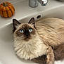 Nala participe au concours pour gagner de l'argent avec cette photo : cat, siamese_cat, blue_eyes, fluffy_fur, sink, bathroom, pumpkin, decor, white_surface, curious, pet, animal, domestic, indoor, relaxed, closeup, feline, cute, cozy, autumn