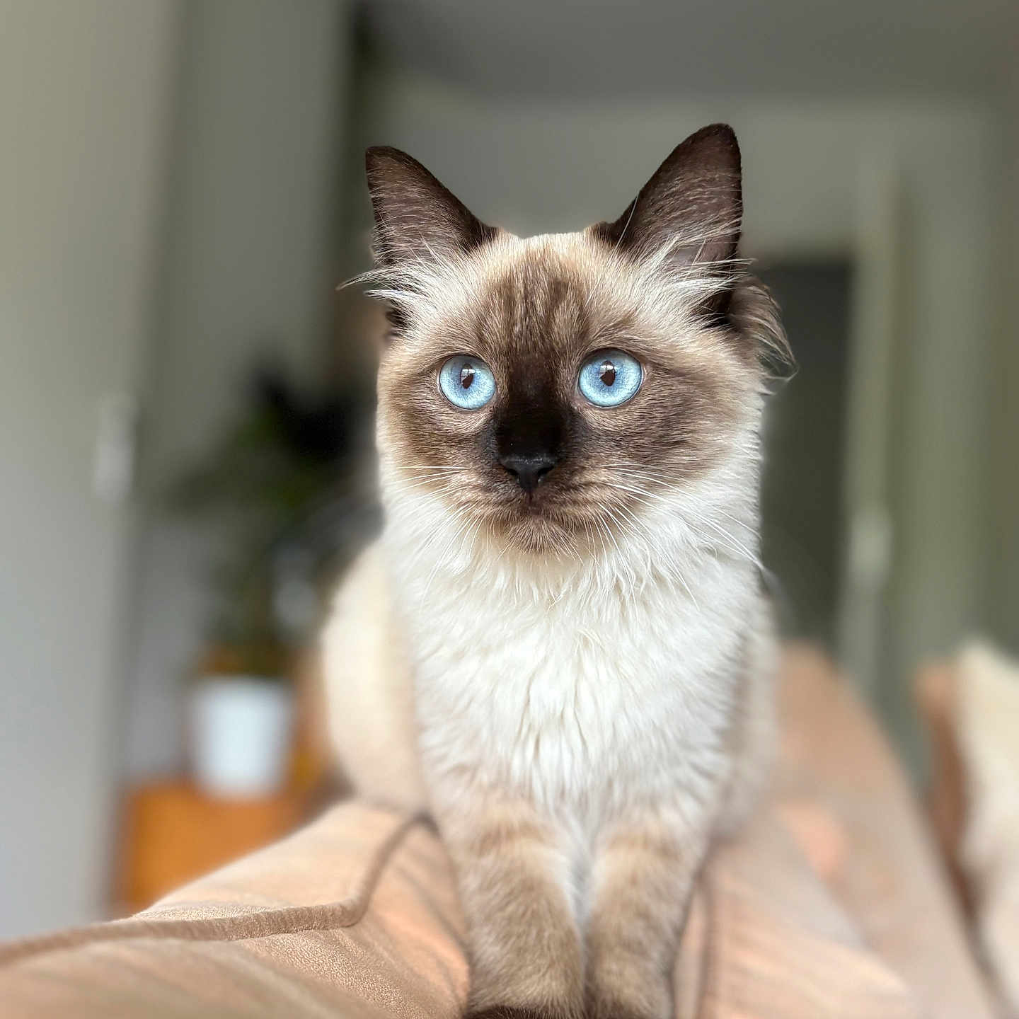Nala participe au concours pour gagner de l'argent avec cette photo : animal, blue_eyes, blurred_background, cat, couch, cute, domestic_cat, ears, fluffy, focused, furniture, home, indoor, light, pet, portrait, relaxed, sitting, soft_fur, whiskers