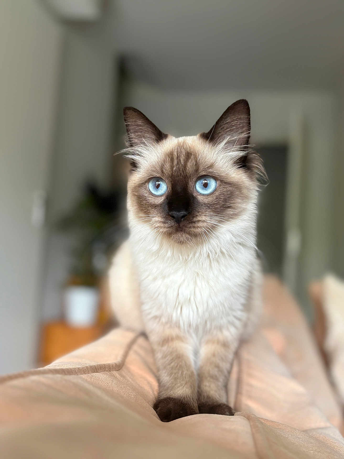 Nala participe au concours pour gagner de l'argent avec cette photo : cat, blue_eyes, fluffy, indoor, couch, furniture, pet, animal, portrait, sitting, focused, cute, domestic_cat, whiskers, ears, soft_fur, light, blurred_background, home, relaxed