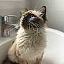 Nala a rejoint le concours — aidez-le/la à gagner de superbes lots ! cat, blue_eyes, fluffy_fur, sitting, sink, indoor, close_up, pet, whiskers, long_hair, feline, portrait, curious, soft_light, domestic_animal, brown_and_white, fur, ears, background_blur, household