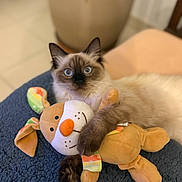 Nala participe au concours pour gagner de l'argent avec cette photo : cat, stuffed_animal, plush_toy, blue_eyes, fluffy, pet, indoor, cozy, blanket, close_up, animal, cute, domestic_cat, feline, toy, soft, relaxed, lying_down, wide_eyes, home