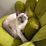Chandler Bing joined the competition — help win amazing prizes! cat, siamese_cat, blue_eyes, feline, pet, indoor, chair, green_chair, cushion, relaxed, fur, animal, domestic_cat, cute, resting, whiskers, paw, looking, portrait, cozy