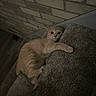 cat, orange_cat, pet, animal, feline, lying_down, relaxed, staircase, carpet, brick_wall, indoor, home, cozy, portrait, close_up, whiskers, eyes, fur, sleepy, cute