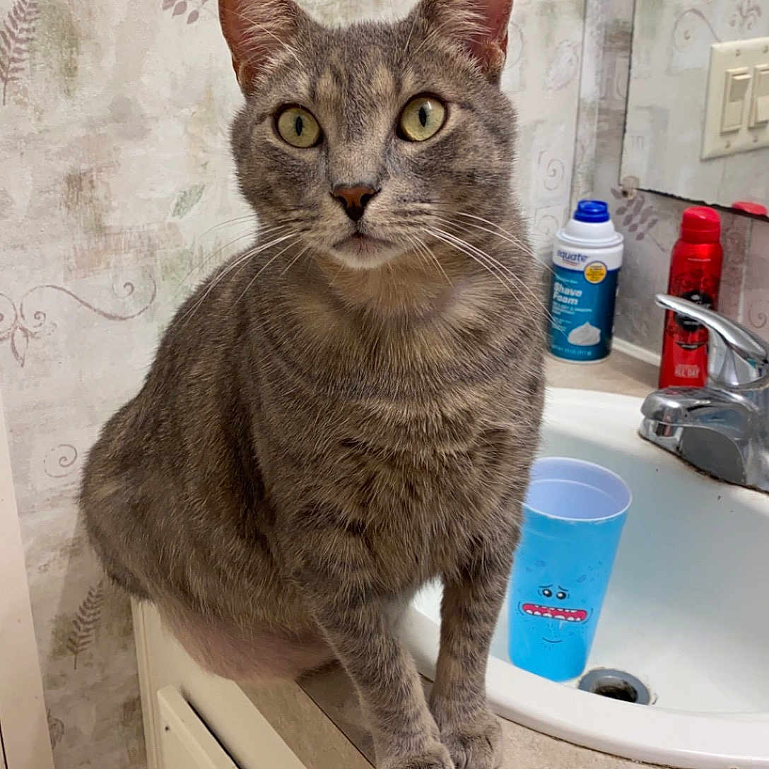 Fatty joined the competition — help win amazing prizes! carnivore, cat, domestic_short_haired_cat, felidae, fur, gas, household_supply, paper_towel, plastic_bottle, plumbing_fixture, sink, small_to_medium_sized_cats, snout, tail, tap, water_bottle, whiskers, window