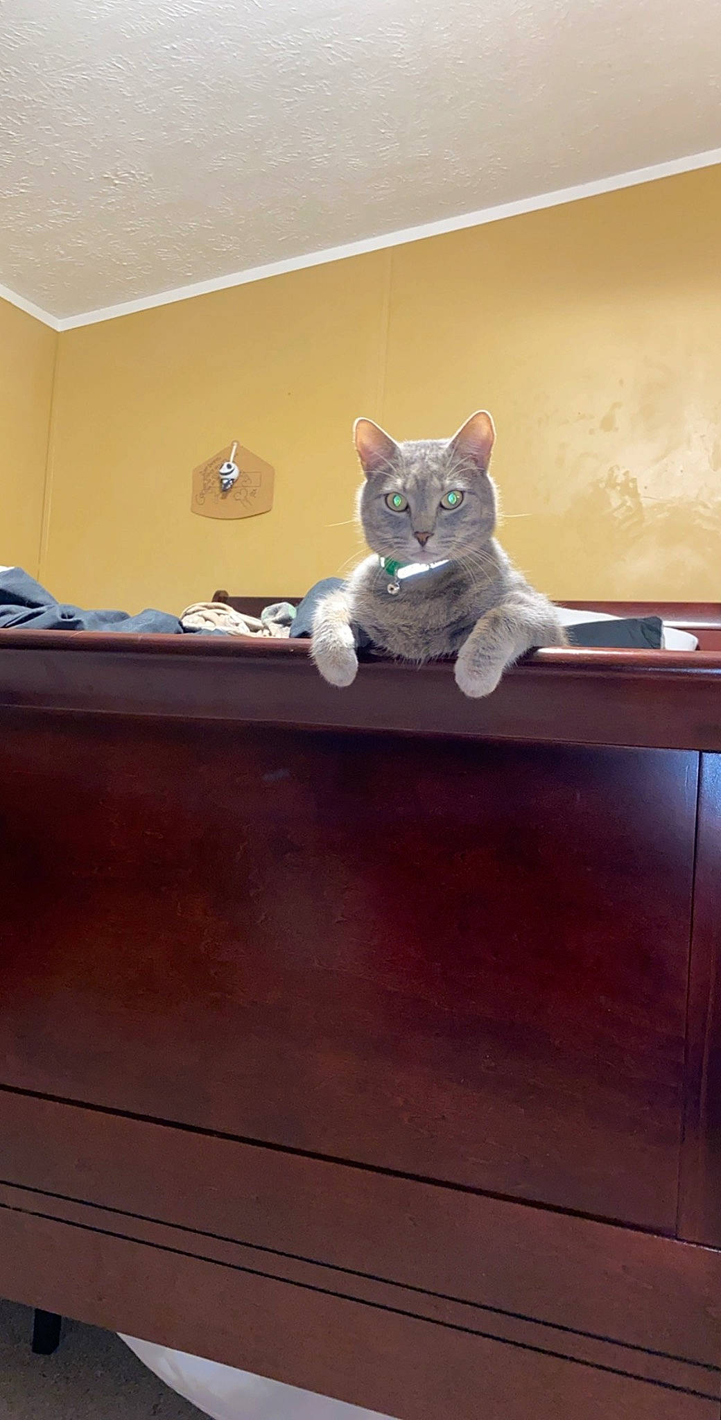 Fatty joined the competition — help win amazing prizes! cabinetry, carnivore, cat, ceiling, domestic_short_haired_cat, fawn, felidae, floor, flooring, fur, grey, hardwood, room, shelf, small_to_medium_sized_cats, tail, whiskers, window, wood, wood_stain