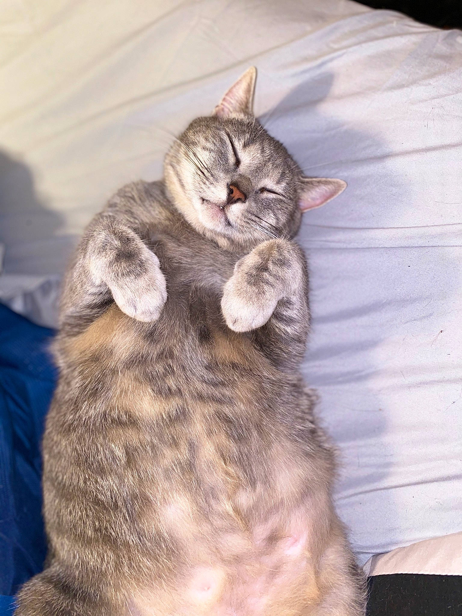 Fatty is registered to the contest to win money with this photo: carnivore, cat, claw, comfort, domestic_short_haired_cat, ear, fawn, felidae, fur, grey, paw, small_to_medium_sized_cats, snout, tail, whiskers