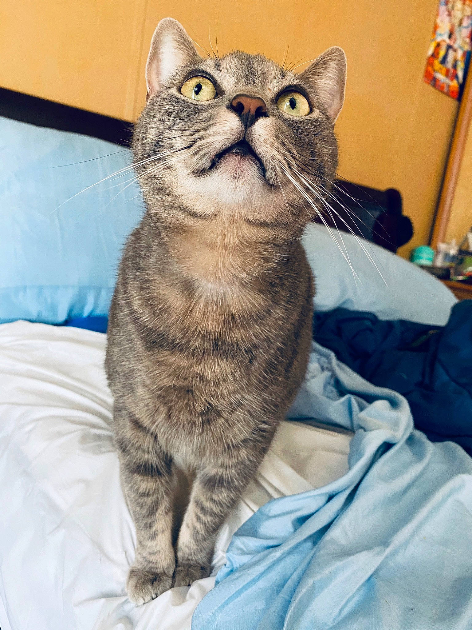 Fatty is registered to the contest to win money with this photo: carnivore, cat, comfort, domestic_short_haired_cat, felidae, fur, paw, sitting, small_to_medium_sized_cats, snout, terrestrial_animal, whiskers