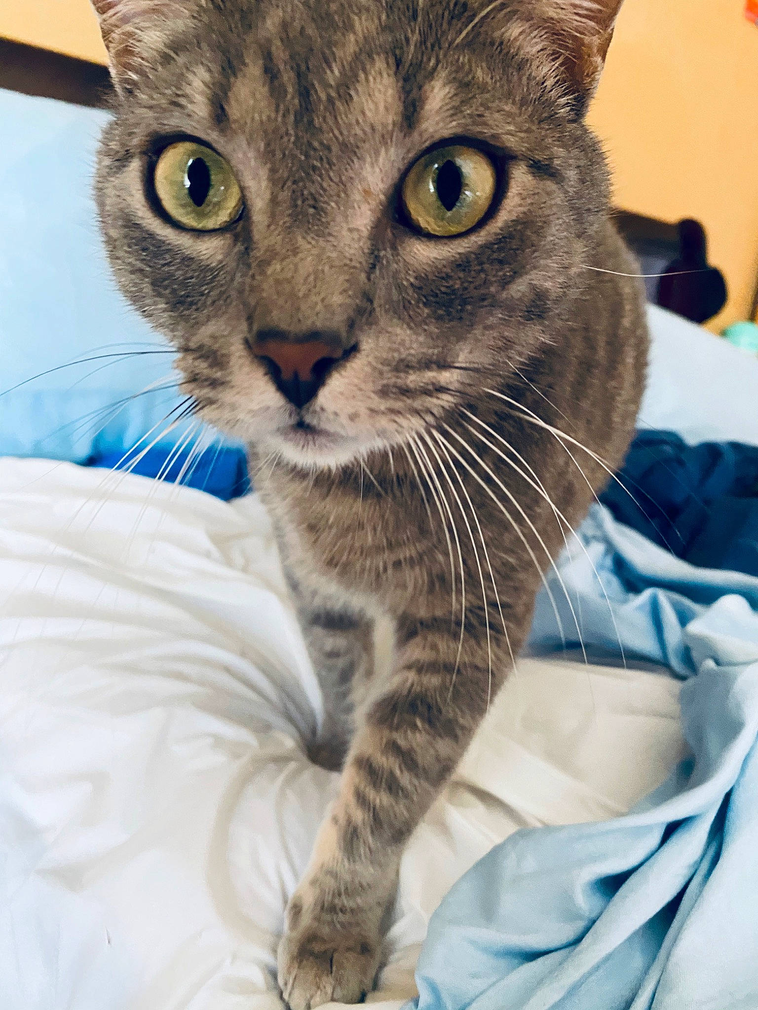 Fatty joined the competition — help win amazing prizes! building, carnivore, cat, claw, comfort, domestic_short_haired_cat, eye, felidae, fur, head, iris, paw, small_to_medium_sized_cats, snout, terrestrial_animal, whiskers