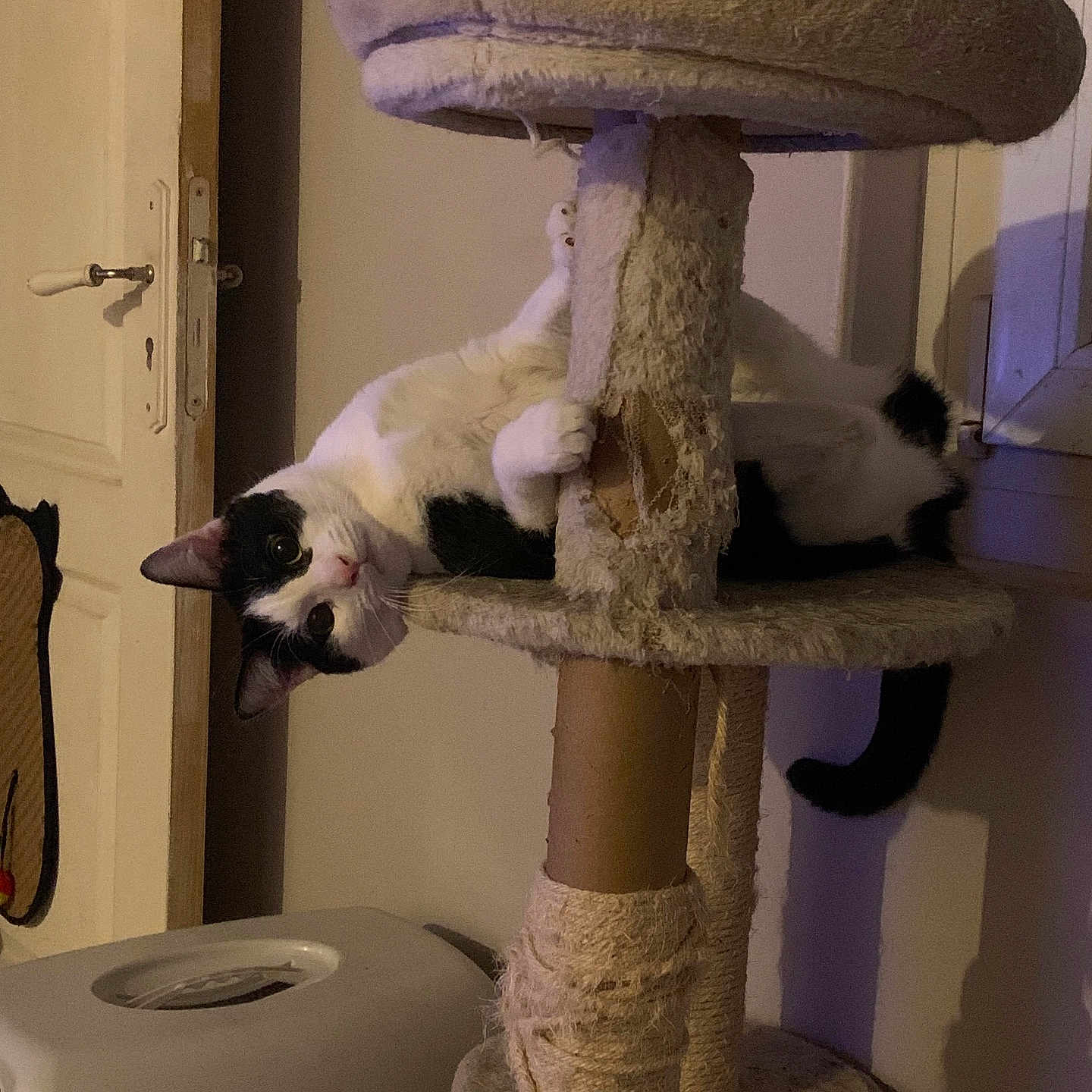 Oreo participe au concours pour gagner de l'argent avec cette photo : abyssinian, animal, architecture, barstool, blackcat, building, cat, chair, couch, cushion, furniture, homedecor, indoors, kitten, livingroom, manx, pet, room, siamese, wood