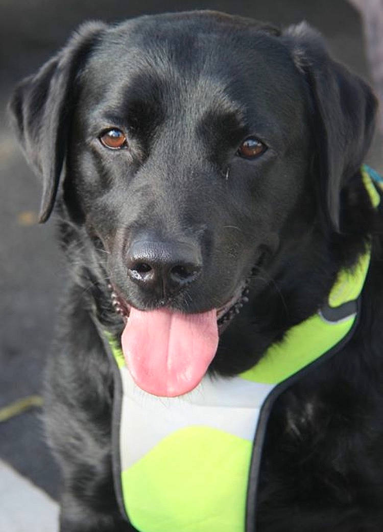 Lazarus joined the competition — help win amazing prizes! beagador, blue_lacy, borador, canidae, carnivore, companion_dog, dog, dog_breed, eurohound, flat_coated_retriever, hunting_dog, labrador_retriever, mammal, nose, pointing_breed, rare_breed_dog, retriever, snout, sporting_group, whiskers