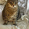 cat, tabby_cat, pet, feline, animal, striped_bedspread, indoor, cute, whiskers, fur, sitting, domestic_cat, mammal, striped_pattern, bed, relaxed, portrait, looking, closeup, resting
