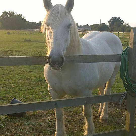 Polly is registered to the contest to win money with this photo: