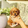 Winnie is registered to the contest to win money with this photo: adorable, animal, blurred_background, brown, cozy, cushion, cute, dog, furniture, hand, holding, indoor, pet, plant, portrait, puppy, small, table, vase, white_paws