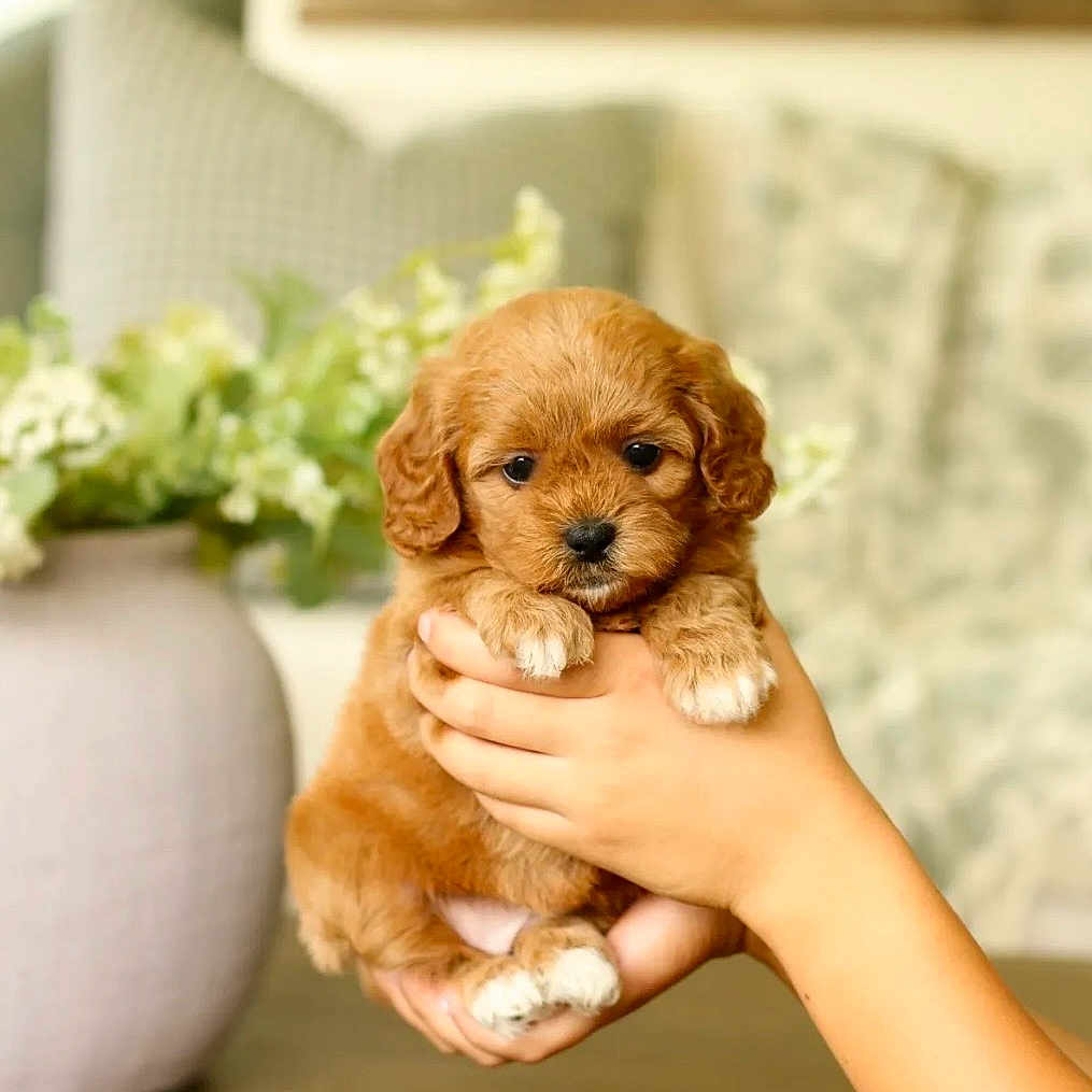 Winnie is registered to the contest to win money with this photo: adorable, animal, blurred_background, brown, cozy, cushion, cute, dog, furniture, hand, holding, indoor, pet, plant, portrait, puppy, small, table, vase, white_paws