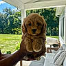 Winnie joined the competition — help win amazing prizes! adorable, animal, cushion, cute, dog, fluffy, furniture, greenery, hand, nature, outdoor, person, pet, porch, portrait, puppy, small, summer, sunlight, window