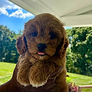 Winnie joined the competition — help win amazing prizes! adorable, animal, brown, closeup, clouds, cute, daylight, dog, fluffy, grass, greenery, hand, nature, outdoor, pet, porch, puppy, sky, tongue, young