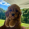 puppy, dog, brown, fluffy, cute, tongue, hand, outdoor, grass, sky, clouds, porch, daylight, pet, animal, nature, greenery, closeup, adorable, young