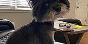 Monster joined the competition — help win amazing prizes! cozy, curious, cushion, dog, door, ears, fluffy, fur, glasses, home, indoor, living_room, pet, phone, small_dog, sunlight, table, tilted_head, window_blinds, wood_floor