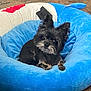 Monster joined the competition — help win amazing prizes! dog, small_dog, black_dog, pet_bed, plush_bed, blue_bed, indoor, floor, stone_floor, pet, cute, fluffy, ears, resting, animal, companion, cozy, curious, head_tilt, comfort